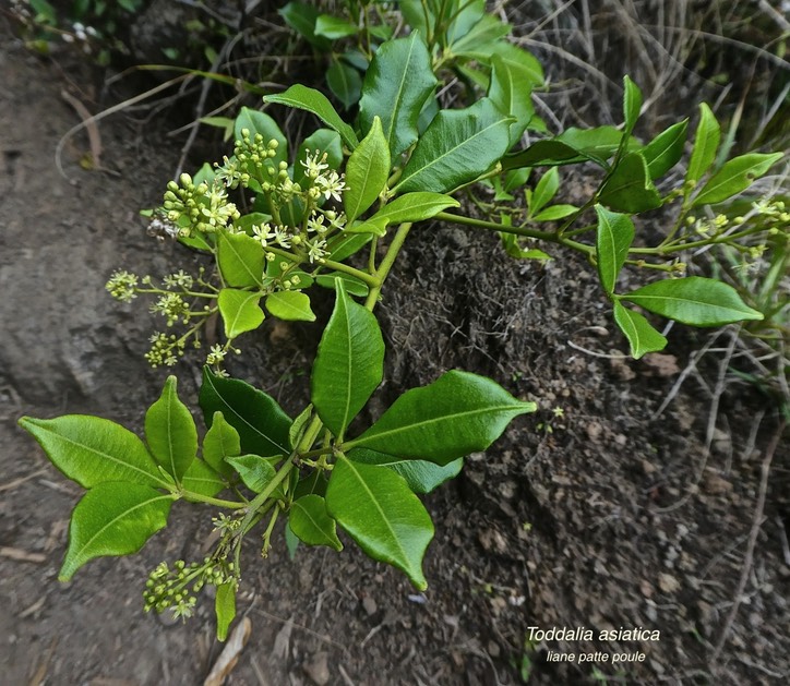 Toddalia asiatica. liane patte poule .rutaceae.indigène Réunion ;P1850410