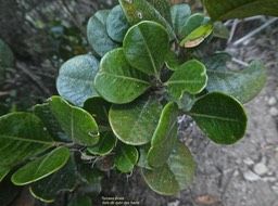 Turraea ovata.bois de quivi des hauts.(feuilles pubescentes sur la face supérieure.)meliaceae.endémique Réunion Maurice.P1850454