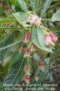 b- Bois de Laurent martin- Forgesia racemosa-ESCALLONIACEAE-E.jpg