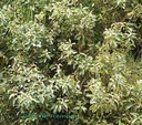 B- Bois de Rempart- Agarista salicifolia- ERICACEAE-I.jpg