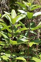 B- Bois maigre- Nuxia verticillata-LOGANIACEAE-E.jpg