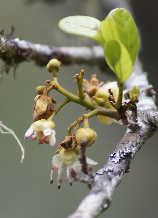 B- Fleurs du Tan Georges-6-Molinea  alternifolia-SAPINDACEAE-E R-M.jpg