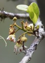 B- Fleurs du Tan Georges-6-Molinea  alternifolia-SAPINDACEAE-E Ré-M.jpg