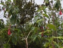 B- Fuchsia boliviana- Onagraceae-Exo.jpg