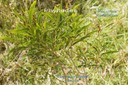 Jeune Acacia heterophylla-Fabaceae-E R.jpg