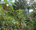 Fuchsia boliviana Carrière Fuchsia à grandes fleurs P1010455.JPG
