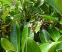 Forgesia racemosa Bois de Laurent-Martin Endémique P1010456.JPG