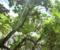 Monimia ovalifolia Mapou MONIMIAC. P1010461.JPG