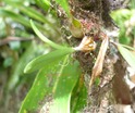 Bulbophyllum nutans Petit carambole ORCHIDAC. P1010470.JPG