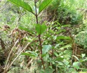 Nuxia verticillata Bois maigre Indigène P1010475.JPG