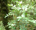 Phyllanthus phillyreifolius Bois de négresse PHYLLANTHACEEEM P1010491.JPG