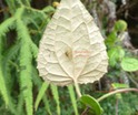 Hyalimax maillardi escargot quasi transparent, endémique sur une feuille de Humbertacalia tomentosa Liane blanche Indigène P1010505.JPG