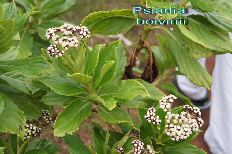 Psiadia boivinii-Astraceae.jpg
