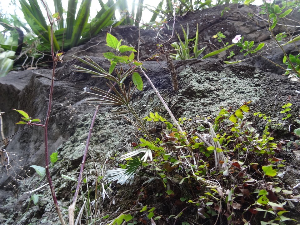 Actiniopteris semiflabellata - Fougère Latanier ( frondes fertiles plus allongées) - PTERIDACEAE - Indigène Réunion, Maurice - DSC02387