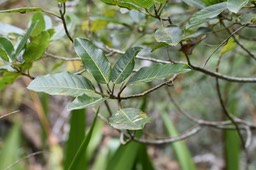 Ficus rubra - Affouche à grandes feuilles - MORACEAE - Indigène Réunion - MAB_9099
