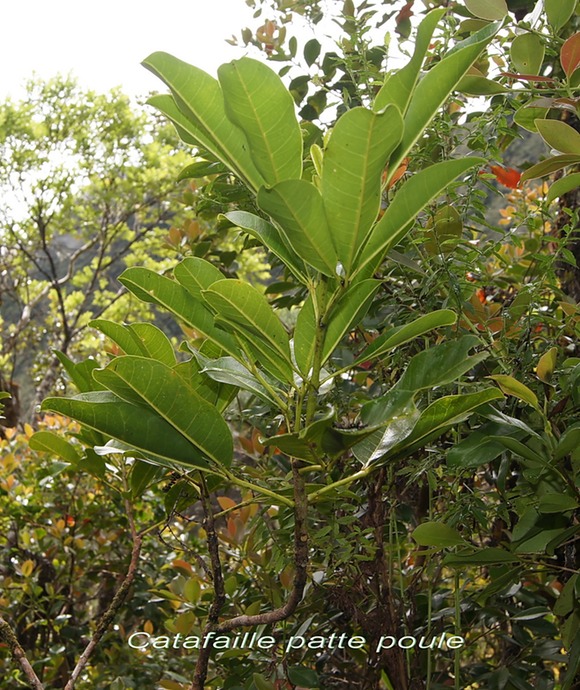 BC-17-Catafaille patte poule- Melicope obtusifolia -RUTACEAE-E.jpg