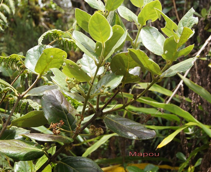 BC-24-Mapou- Monimia rotundifolia- MONIMIACEAE-E.jpg