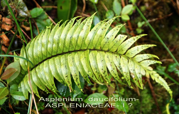 BC-3-Asplenium daucifolium -ASPLENIACEAE - I.jpg