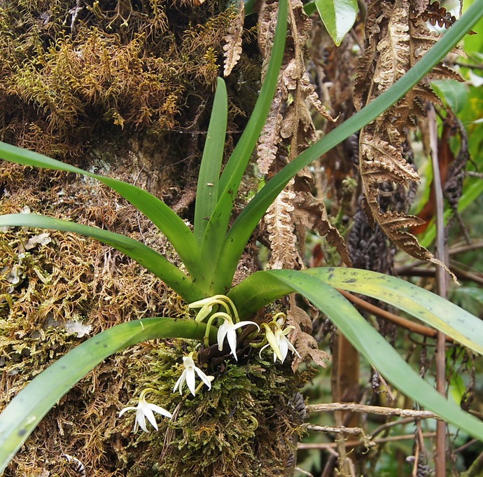 BC-48-Orchide -Jumellea.jpg