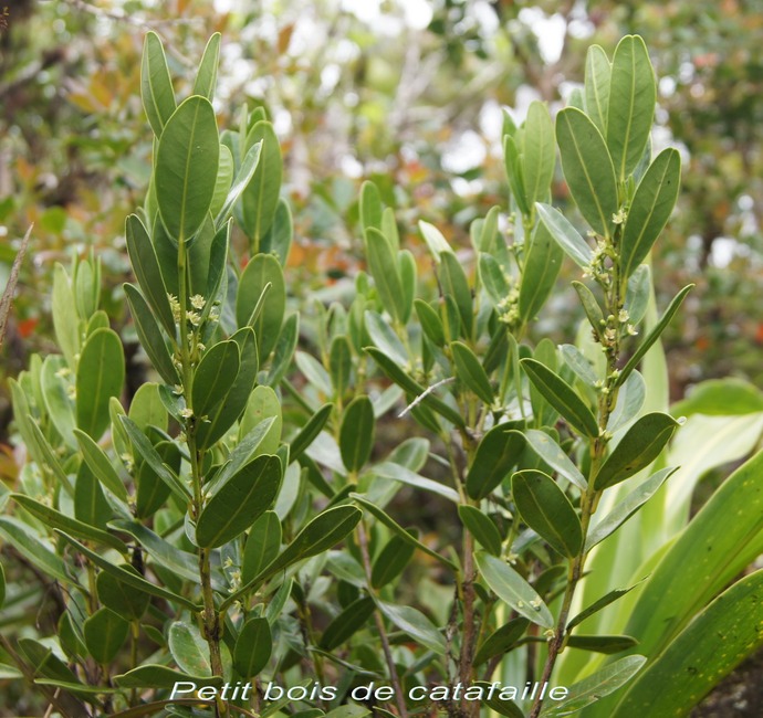 BC-50-Petit bois de catafaille- Melicope borbonica-RUTACEAE-E.jpg