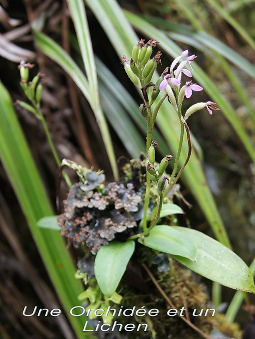 BC-61-Une Orchide (Arnottia mauritiana ) et un Lichen.jpg