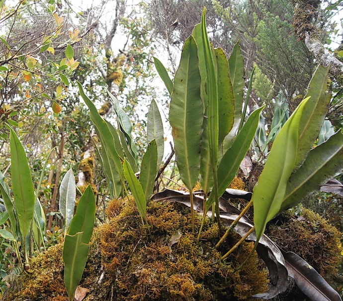 BC-62- Fougre(Elaphoglossum)-Mousses et Lichens.jpg