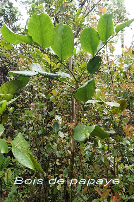 BC-9-Bois de papaye- Polyscias - ARALIACEAE- E.jpg