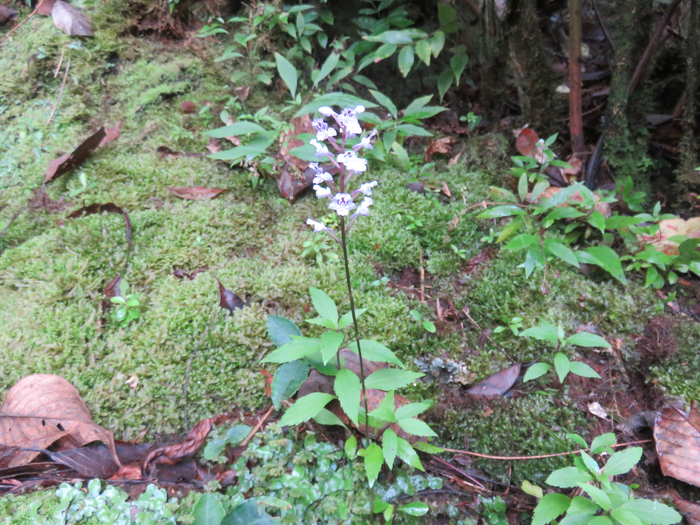 24 ??? Cynorkis squamosa (Poir.) Lindl. - Ø - Orchidaceae - Endémique Réunion et île Maurice