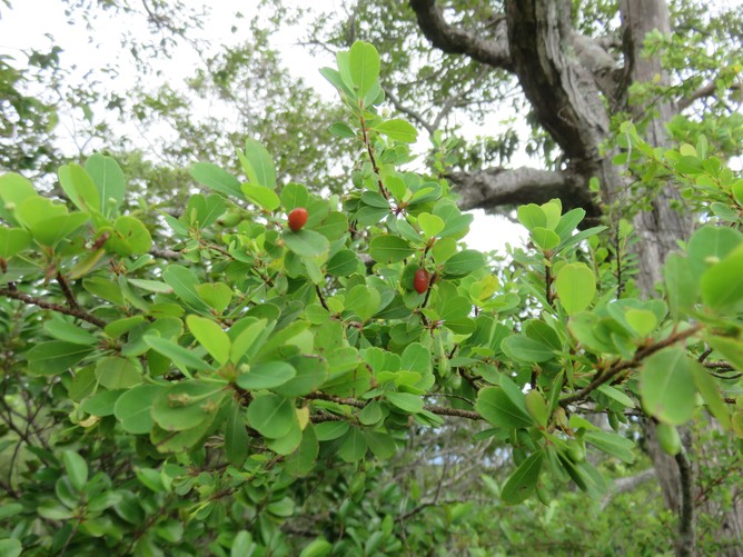 10. Fruits de Erythroxylum hypericifolium Lam. - Bois d'huile - Erythroxylaceae - Endémique Réunion, Maurice IMG_2798.JPG