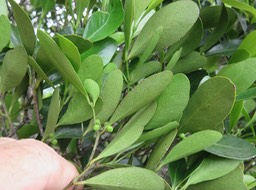 13. Pleurostylia pachyphloea - Bois d'olive gros peau - Célastracée - B  IMG_2791.JPG