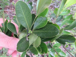 15. Fruits Pleurostylia pachyphloea - Bois d'olive gros peau - Célastracée - B IMG_2793.JPG