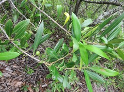 16. Olea lancea - Bois d'olive blanc - OLEACEAE - Indigène RéunionIMG_2794.JPG
