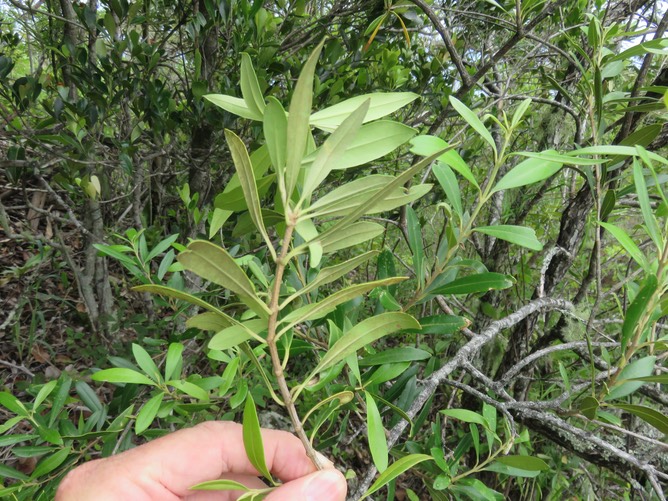 17. Olea lancea - Bois d'olive blanc - OLEACEAE - Indigène Réunion