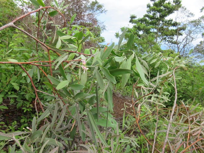 2. Fleurs de Indigofera ammoxylum - Bois de sable - FABACEAE - Endémique Réunion IMG_2787.JPG