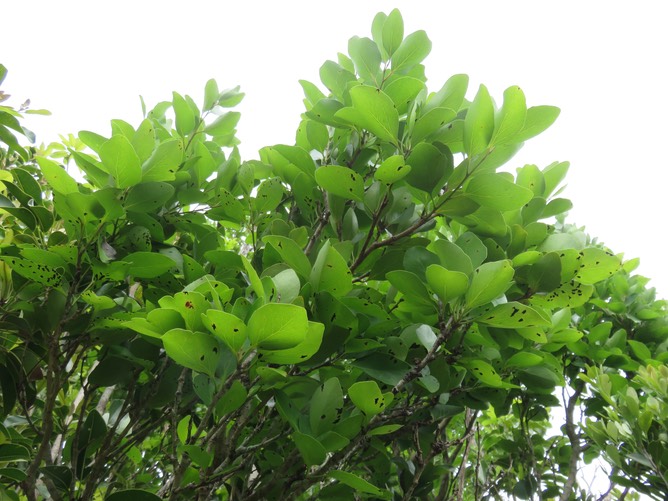 3. Securinega durissima - Bois dur/Corce rouge - Euphorbiacées > Phyllanthaceae- Indigène à La Réunion, à Maurice, à Madagascar