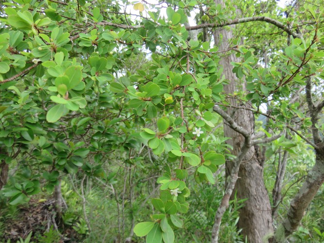 5. Erythroxylum hypericifolium Lam. - Bois d'huile - Erythroxylaceae - Endémique Réunion, Maurice  IMG_2797.JPG