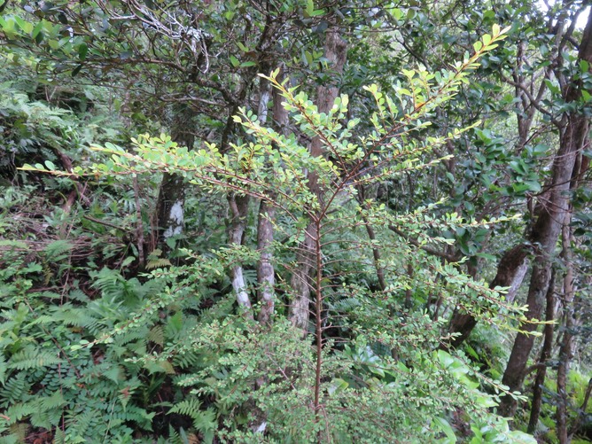 7. Erythroxylum hypericifolium Lam. - Bois d'huile - Erythroxylaceae - Endémique Réunion, Maurice  IMG_2805.JPG