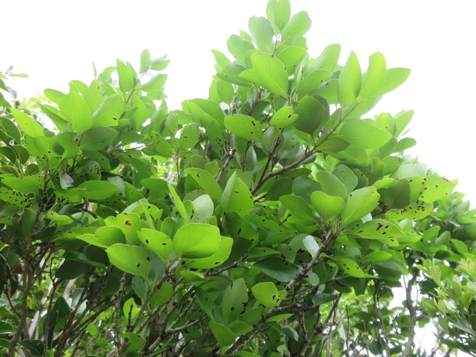 9. Securinega durissima - Bois dur/Corce rouge - Euphorbiacées > Phyllanthaceae- Indigène à La Réunion, à Maurice, à Madagascar