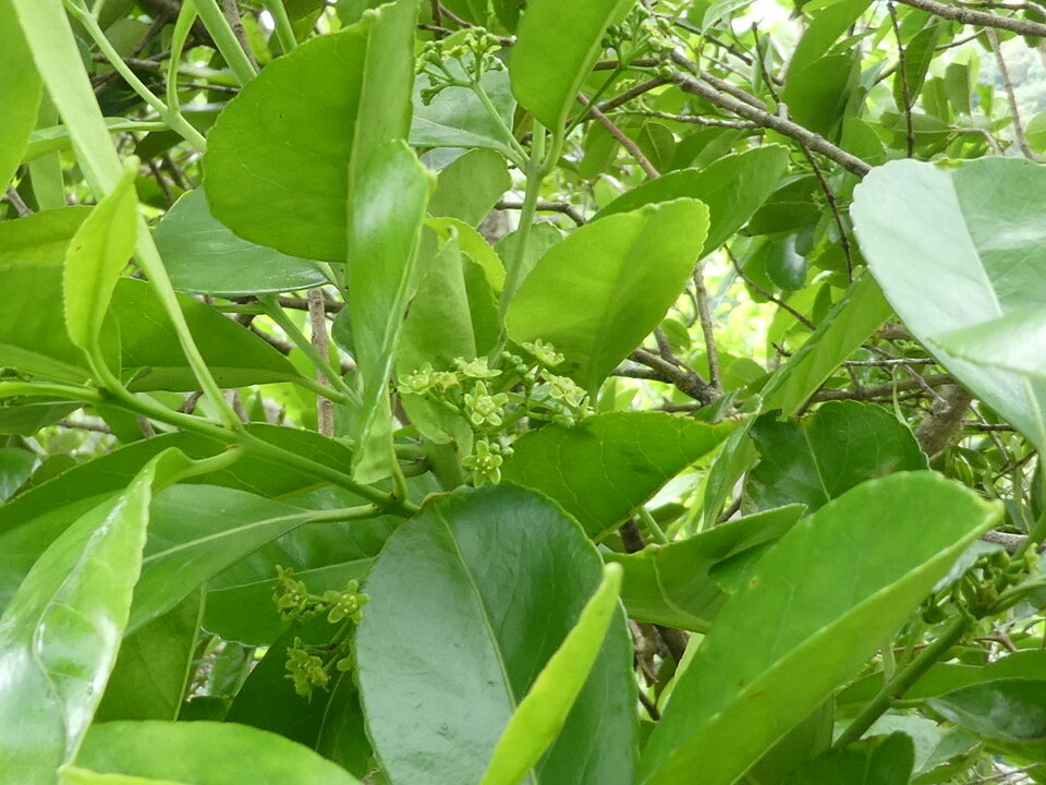 Cassine orientalis - Bois rouge - CELASTRACEAE - Endémique des Mascareignes