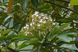 Cossinia pinnata. bois de Judas.sapindaceae.endémique Réunion Maurice.P1028758