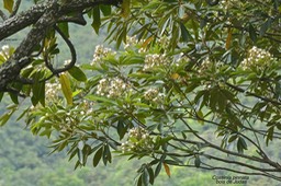 Cossinia pinnata.bois de Judas .sapindaceae.endémique Réunion Maurice..P1028750