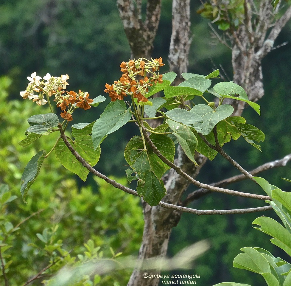 Dombeya acutangula.mahot tantan.malvaceae.  endémique Réunion Rodrigues.P1028691