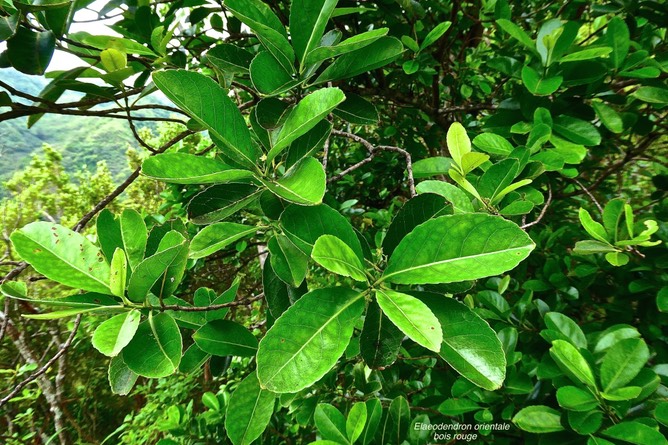 Elaeodendron orientale. (Cassine orientalis )bois rouge.celastraceae.endémique Réunion Maurice Rodrigues .P1028700