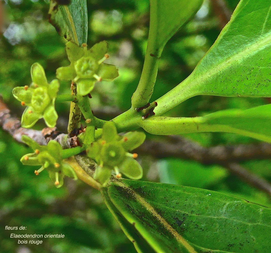 Elaeodendron orientale .(Cassine orientalis ) bois rouge .( fleurs ) celastraceae.endémique Réunion Maurice Rodrigues .P1028740