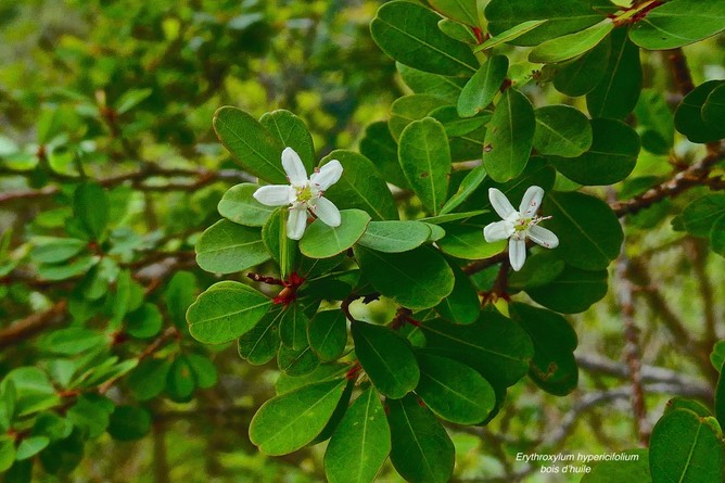 Erythroxylum hypericifolium.bois d'huile.rameau fleuri .erythroxylaceae.endémique Réunion Maurice.P1028529