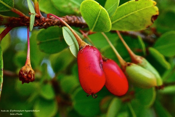 Erythroxylum hypericifolium.bois d'huile. ( fruits ) erythroxylaceae.endémique Réunion Maurice.P1028632