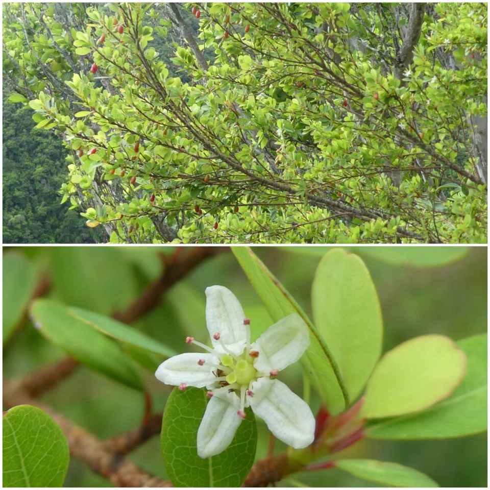 Erythroxylum hypericifolium - Bois d'huile - ERYTHROXYLACEAE - Endémique Réunion, Maurice