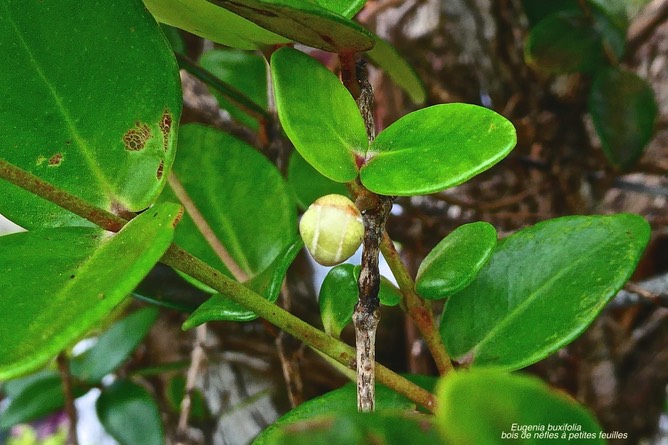 Eugenia buxifolia. bois de nèfles à petites feuilles .( avec bouton floral ) myrtaceae.endémique Réunion.P1028783