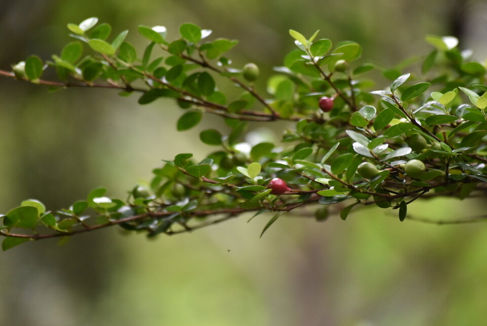 Fernelia buxifolia - Bois de buis - RUBIACEAE - Endémique des Mascareignes