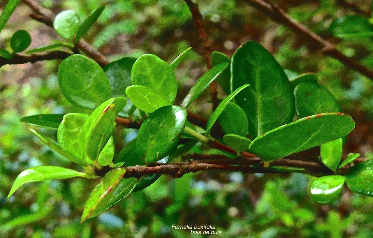 Fernelia buxifolia. bois de buis.rubiaceae.endémique Mascareignes.P1028768